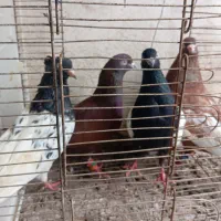 کبوتر رنگی|پرنده|گالیکش, |دیوار