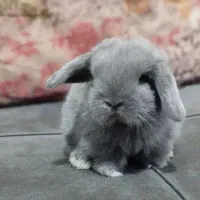 خرگوش لوپ اصیل