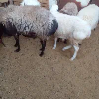 سلام بره شیشک چینی