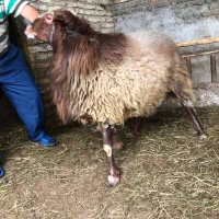 گوسفند نر  تمیز