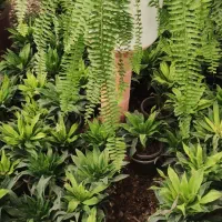 بامبو .گل گلدان بامبو|گل و گیاه طبیعی|ورامین, ورامین|دیوار