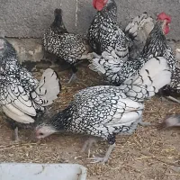 جوجه مینیاتوری سیبرایت