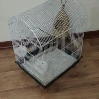 دار قالی وقفس پرنده