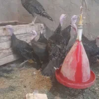 بوقلمون برنز انگلیس