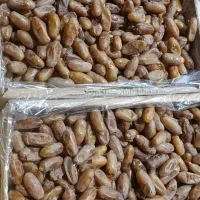 خرمای شاهانی