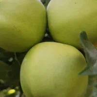 سیب درختی خوشمزه