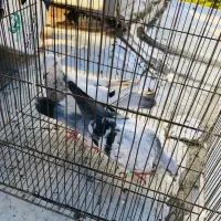 کبوتر درجه یک زدو خوردی|پرنده|کرج, عظیمیه|دیوار