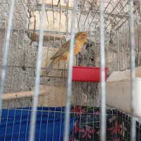 قناری ماده|پرنده|شیراز, شهرک قمشه|دیوار