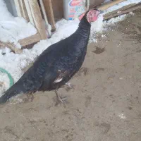 بوقلمون سیاه رنگ معجون گوشت معجونی داره