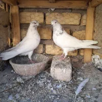 جفت کله دار   ارسالی      کبوتر