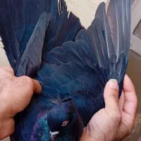 نر آبادانی واکسی پشته صرب فوق درشت وکشیده|پرنده|اهواز, شهرک برق|دیوار