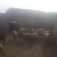 بره نر و بزغاله و شیشک ماده