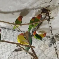 طوطی بزیلی بالغ