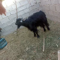 تروشت|حیوانات مزرعه|جالق, |دیوار