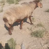 قوچ‌