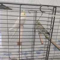 یک جفت عروس هلندی