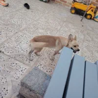 سگ شیواوا... بسیار باهوش و دستی و کم صدا|سگ|بم, |دیوار