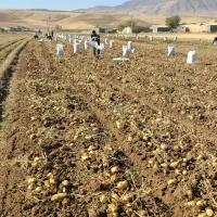 فروش عمده سیب زمینی