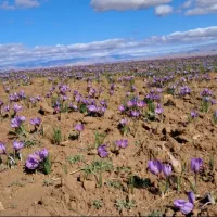 نیروی کار