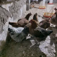 مرغ تخمگذار