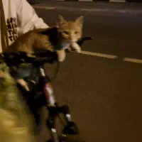 گربه گمشده شده ماده خونگی