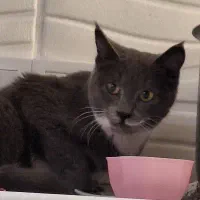 گربه پیدا شده نژاد دار|حیوانات|تهران, هفده شهریور|دیوار