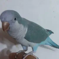 راهب نره دست اموز رام