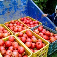 نهال های چهار ساله انار باردهی کرده دارای ضمانت|خدمات باغبانی و درختکاری|همدان, |دیوار