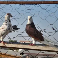 کبوتر فروشی|پرنده|آق قلا, |دیوار