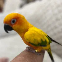 طوطی خورشیدی اهلی