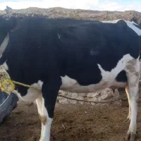 یک عددگاوهمراه گوساله نر