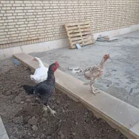 مرغ لاری افغان
