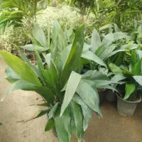 گیاه گلدان چی میخوای تعویض با انواع کاغذیجات باطله|گل و گیاه طبیعی|مشهد, شفا|دیوار