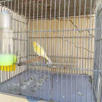 قناری زرد و طلایی