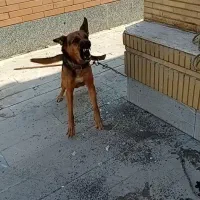 سگ ژرمن|سگ|اصفهان, محمودآباد|دیوار