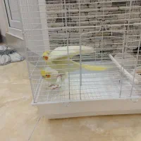 دو عدد عروس هلندی