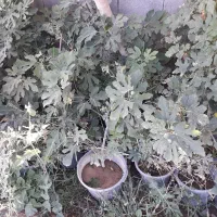 نهال انجیر