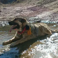 توله سگ پژدر