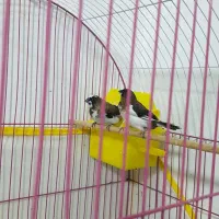 فنچ بنگالی فنچ لپ سیاه مرغ عشق نر