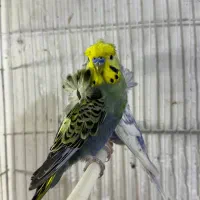 جفت پروانه‌ای مولد دوگل فول روی تخم