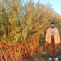 نهالستان بادام مردانی|گل و گیاه طبیعی|خوی, |دیوار