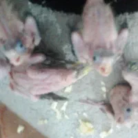 جفت عروس هلندی مولد با چهار عددجوجه ناز