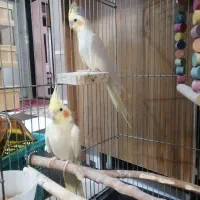 عروس هلندی نژاد اصیل|پرنده|ایوان, |دیوار
