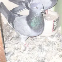 کبوترپرشین نرماده جور