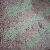 فرش ۱۲ متری و ۲ عدد ۶ متری|فرش|گلبهار, شهر جدید گلبهار|دیوار