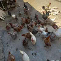 مرغ گلپایگانی