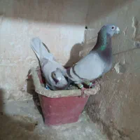 کبوتر|پرنده|مشهد, ایثار|دیوار