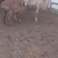 میش|حیوانات مزرعه|زیرکوه, |دیوار