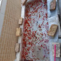 ماهی قرمز عید