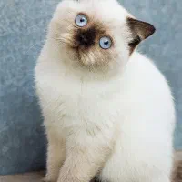 گربه|گربه|خرم‌آباد, |دیوار